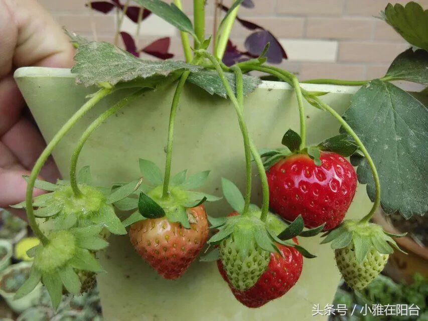 从种子开始种草莓能结果吗,用种子种草莓能种得出来吗