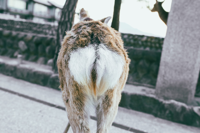 紫藤花开的季节去看锦鲤成了精，据说转发会有好运