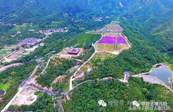 一次薰衣草之旅是如何变成采摘农家乐的?