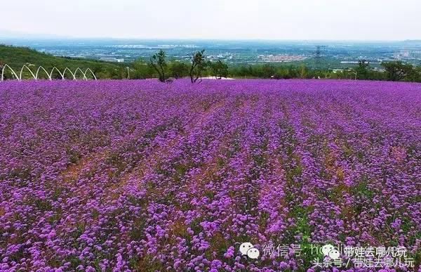 一次薰衣草之旅是如何变成采摘农家乐的?