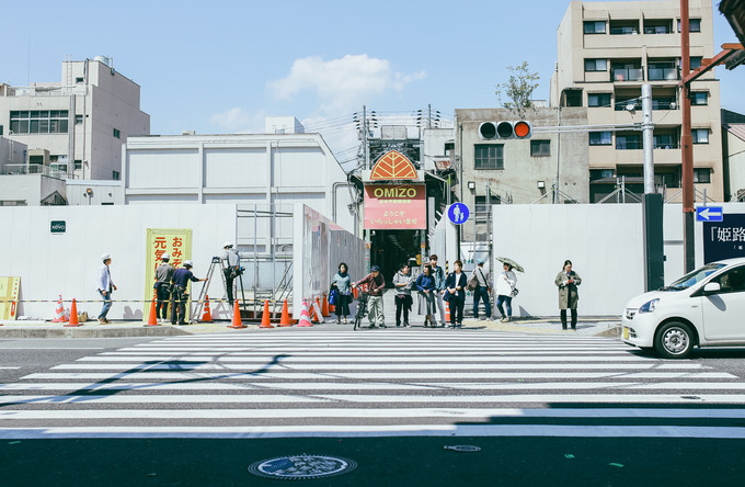 紫藤花开的季节去看锦鲤成了精，据说转发会有好运