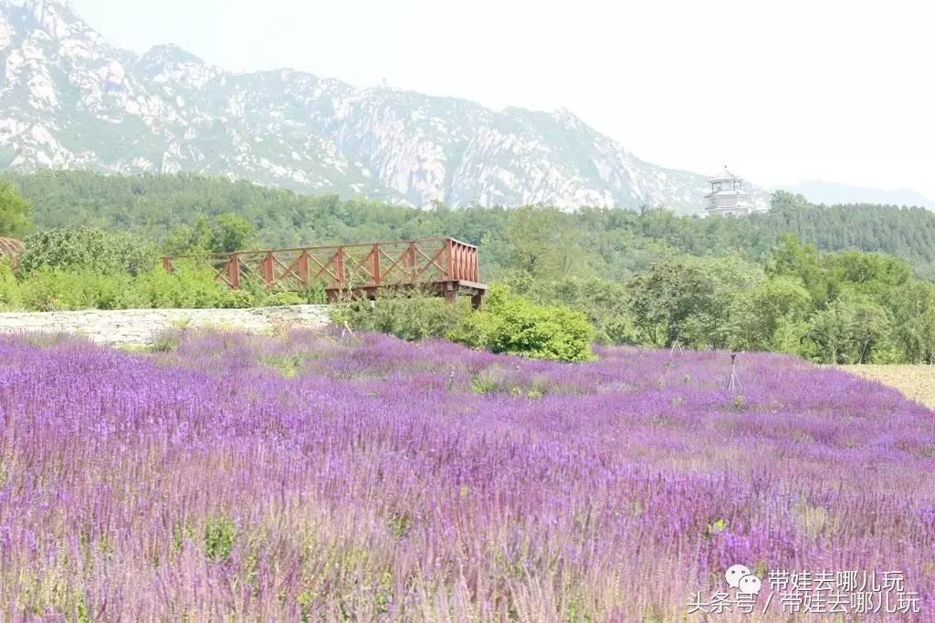 一次薰衣草之旅是如何变成采摘农家乐的?