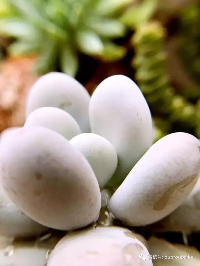 沉浸在花花草草的世界里,沉浸在动物和花海世界中