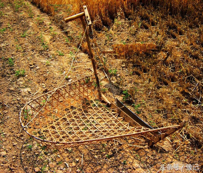 农家人的麦收神器——麦钐,堪比联合收割机!