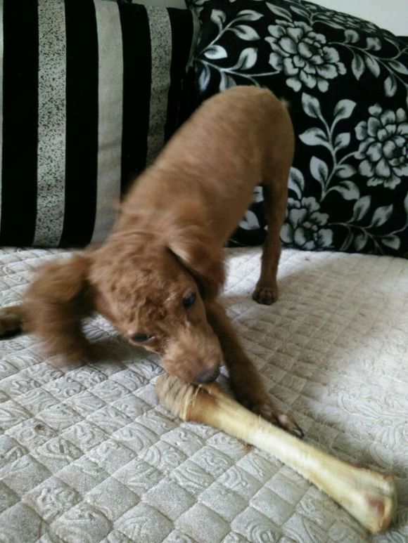 带泰迪剃了毛,回家后性情大变,一言不合就咬人,后悔死了