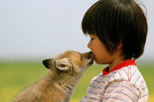适合孩子看的八部动物电影,小朋友可以看的与动物有关的电影
