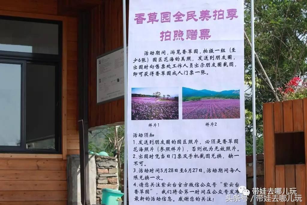 一次薰衣草之旅是如何变成采摘农家乐的?