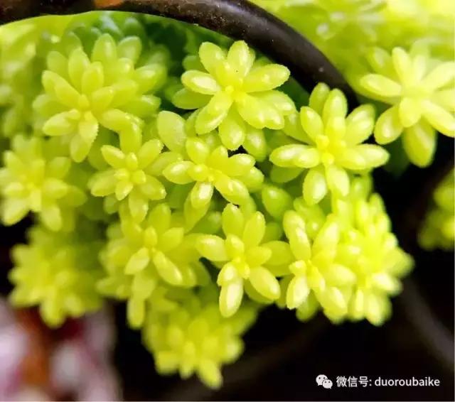 沉浸在花花草草的世界里,沉浸在动物和花海世界中