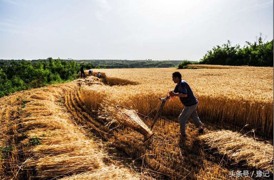 农家人的麦收神器——麦钐,堪比联合收割机!