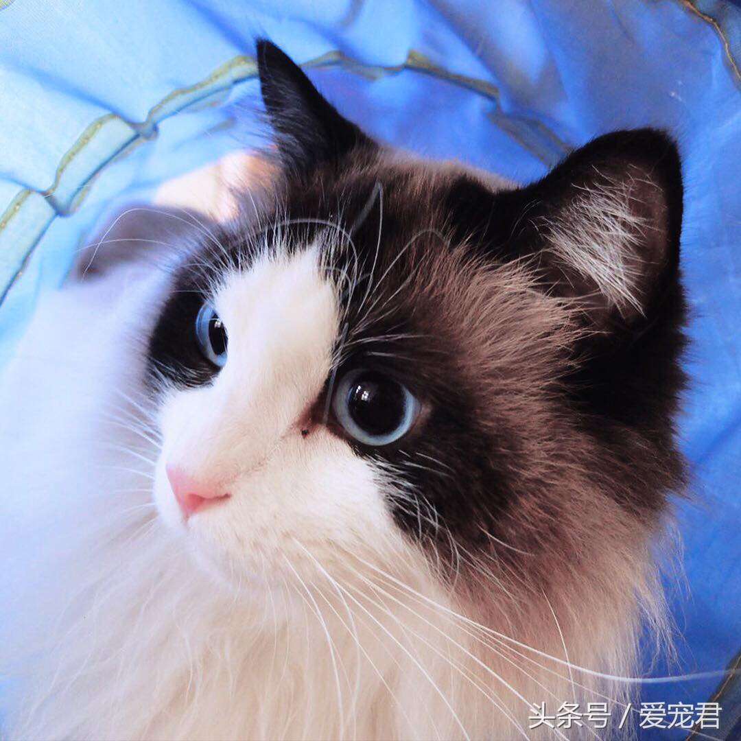 猫咪为什么总是趴在水杯旁边,猫咪为什么总是在桌子角上蹭