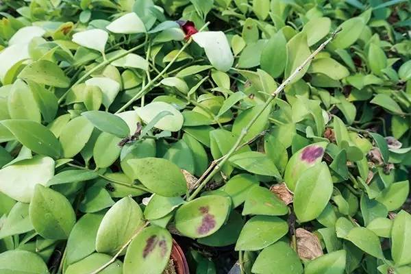 室内绿植长黑斑掉叶子挽救方法,盆栽叶子发黄有斑点怎么解决