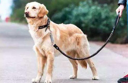 开车撞死狗了要赔偿吗,机动车撞死狗要赔钱吗