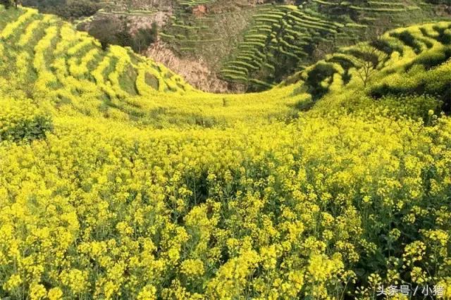 关关谢童打卡篁岭,关关和谢童去婺源是哪一集