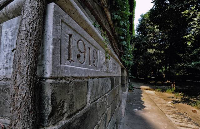 一树一故事｜南大爬山虎百年守望者