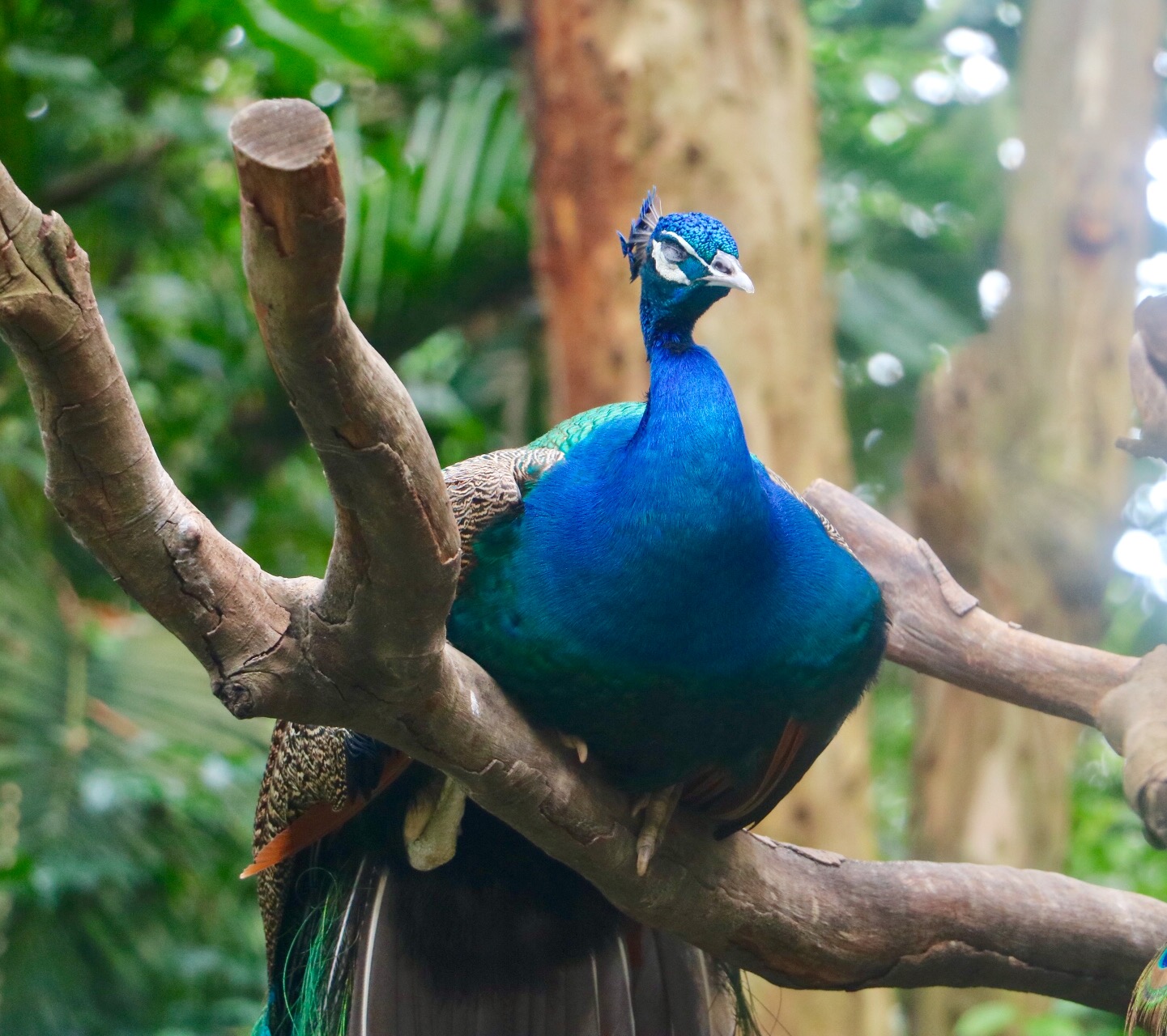 一月广州长隆野生动物园游玩攻略,长隆海洋王国不可错过