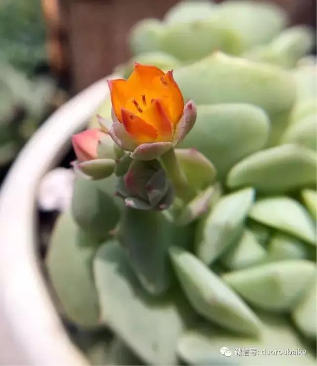 沉浸在花花草草的世界里,沉浸在动物和花海世界中