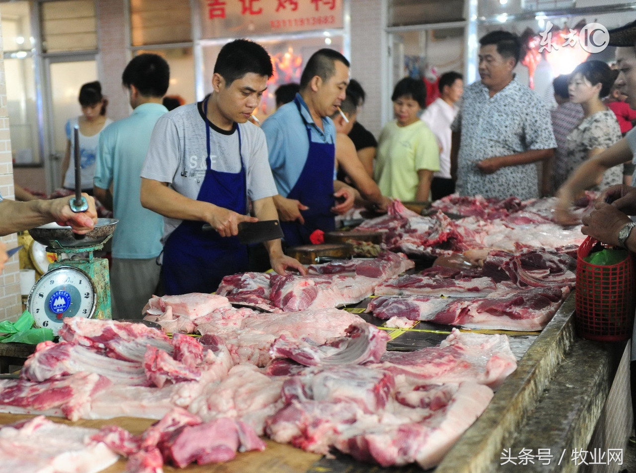 养猪人分析行情,养猪人猪价下跌心情说说