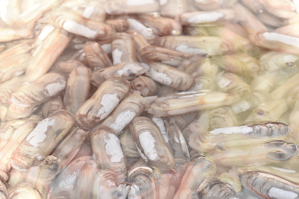 经典海鲜摄影图片,鲜活海鲜摄影技巧