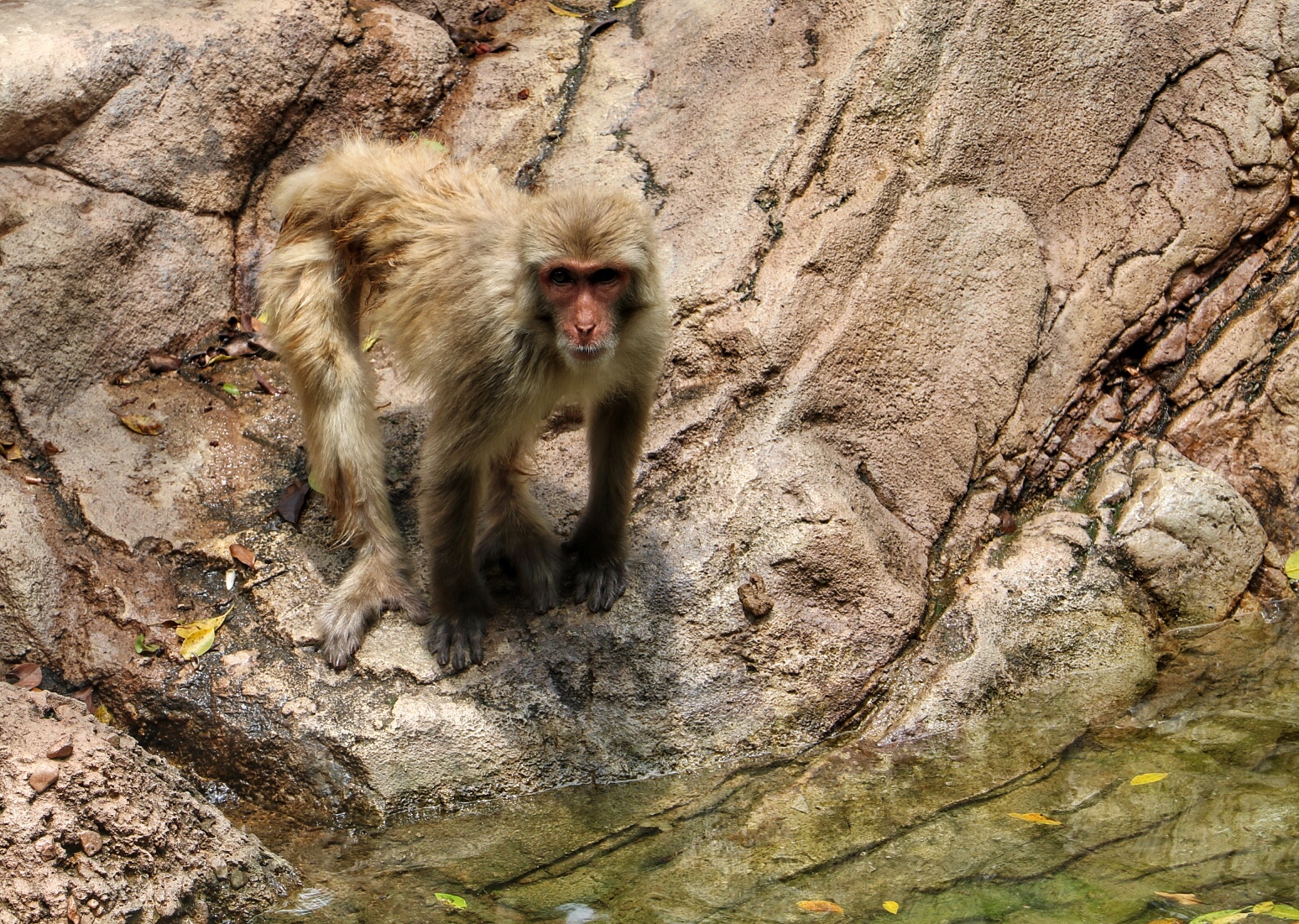 一月广州长隆野生动物园游玩攻略,长隆海洋王国不可错过