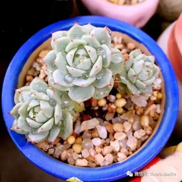 沉浸在花花草草的世界里,沉浸在动物和花海世界中