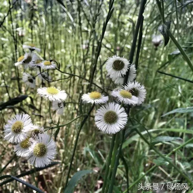 瘦西湖优惠门票多少钱,瘦西湖门票优惠政策最新