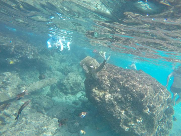 骨灰级探险视频,水上运动场夏威夷maui岛浮潜