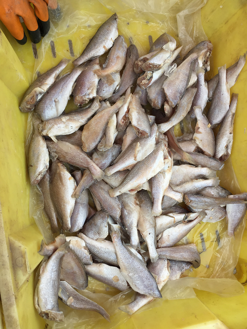 经典海鲜摄影图片,鲜活海鲜摄影技巧