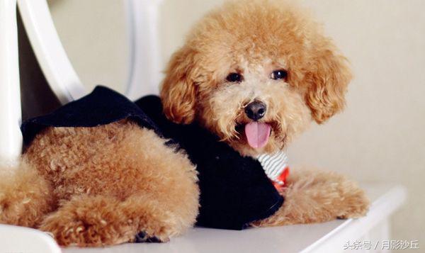 泰迪犬的正确喂养方法,泰迪犬刚生过小狗怎么喂养下奶