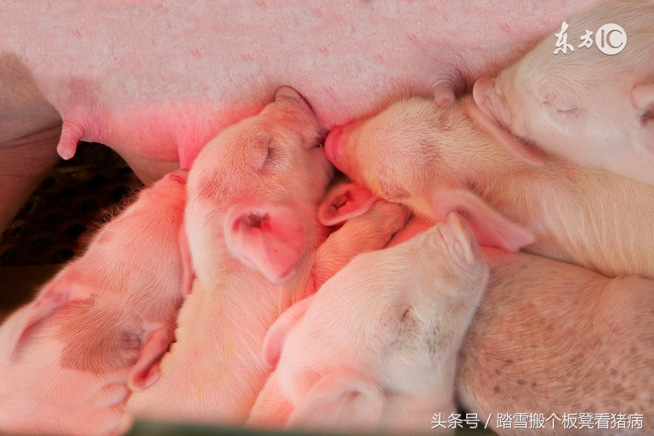 母猪助产管理,养猪实用技巧增加母猪奶水的秘诀