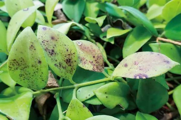 室内绿植长黑斑掉叶子挽救方法,盆栽叶子发黄有斑点怎么解决