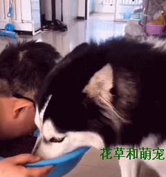 哈士奇不喂狗粮自己可以喂什么吃,二哈哈士奇吃狗粮