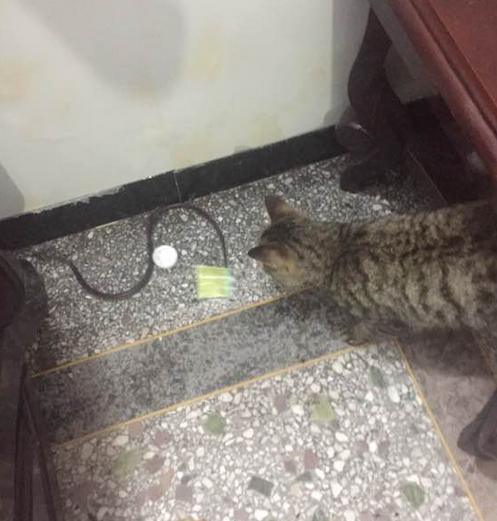 猫咪为什么会叼蛇回来,一只被主人逼疯的喵星人