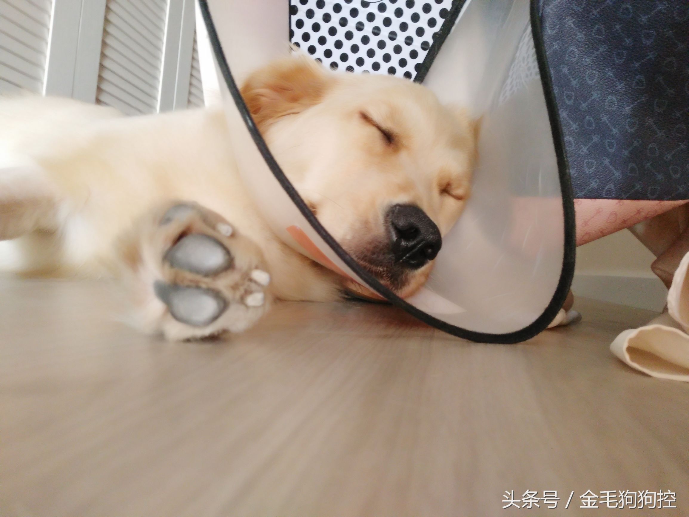 金毛成长记之毛孩子发情期尴尬糗事