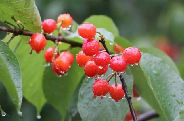 厉害了我的哥网易,厉害了我的哥素材