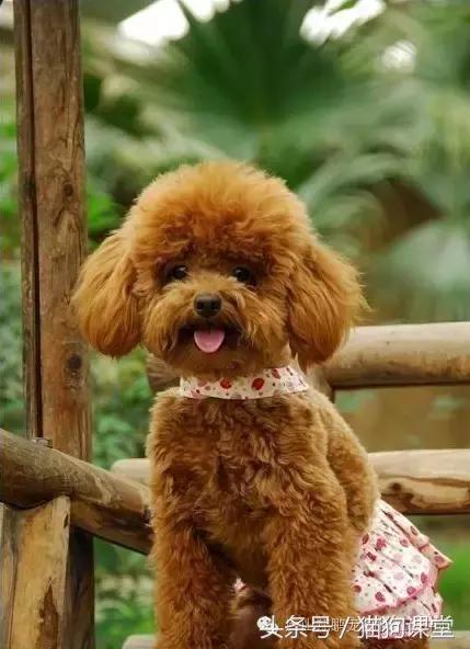 犬种介绍马士提夫犬,犬种介绍视频