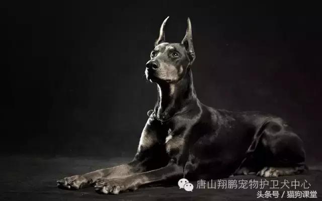 杜宾犬详细介绍,杜宾犬犬种多少钱