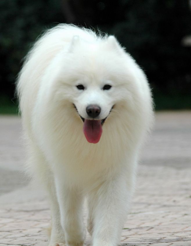 盘点全网最精的狗狗,史上最全狗狗大全