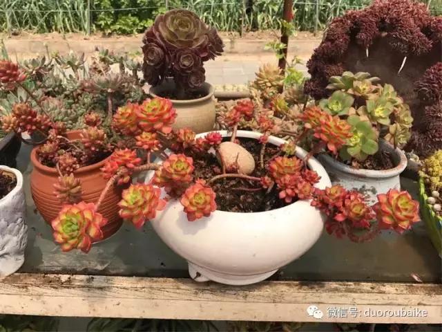 养了一年多的多肉没啥变化说说,养了几年的多肉快要全军覆没了