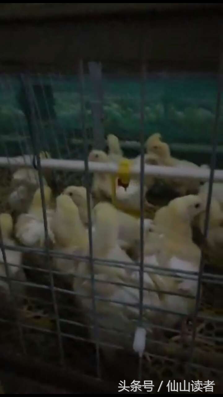 专业禽病技术指导,禽病技术大咖