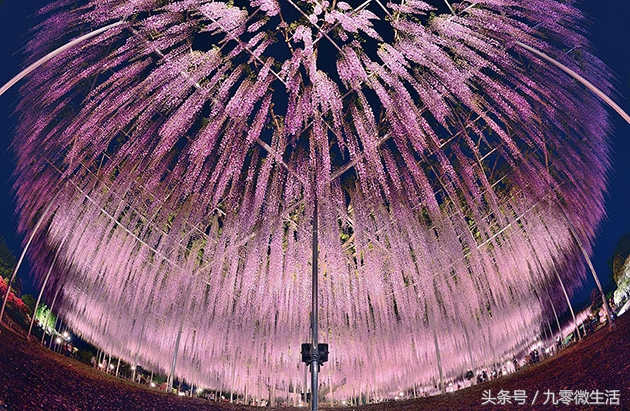 日本最大一棵紫藤图片,最好看的日本紫藤