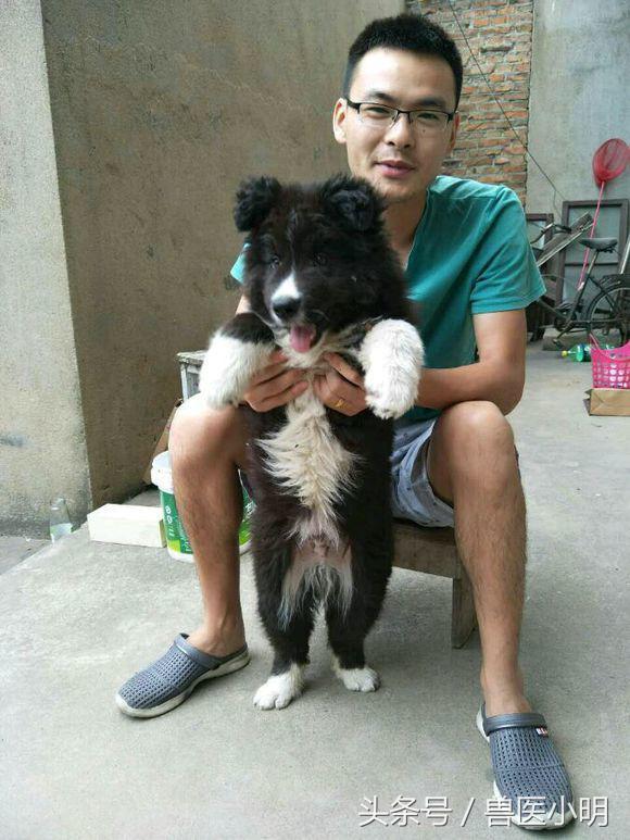 体型小又聪明的串串狗,串串狗的体型为什么比父母大