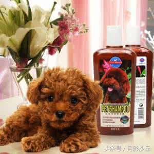 泰迪犬的用品都有哪些,新手养泰迪必买的用品