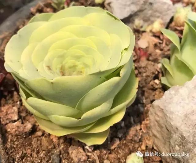 养了一年多的多肉没啥变化说说,养了几年的多肉快要全军覆没了