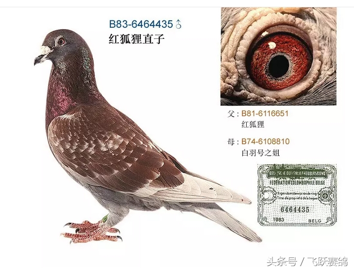 毛滴虫鸽子预防治疗方法,信鸽毛滴虫是什么引起的