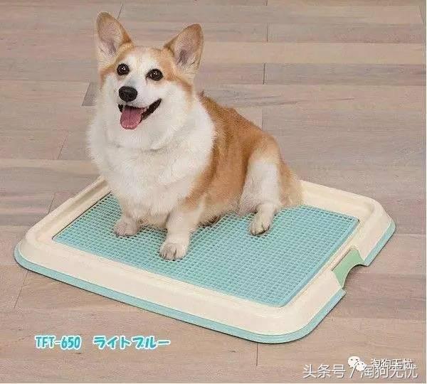 养狗知识培训,养狗第一天到家