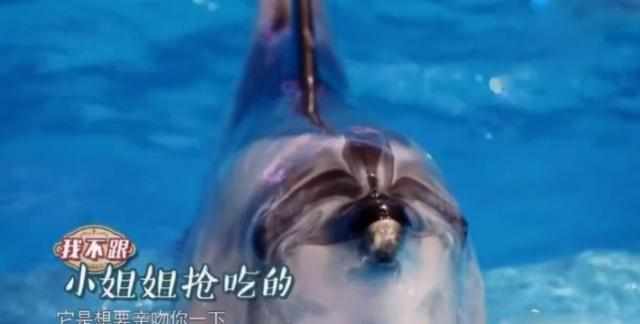 热巴亲海豚是什么时候,热巴和海豚