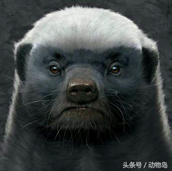 蜜獾有什么办法抵抗蜜蜂,蜜獾碰到人类会是什么情况