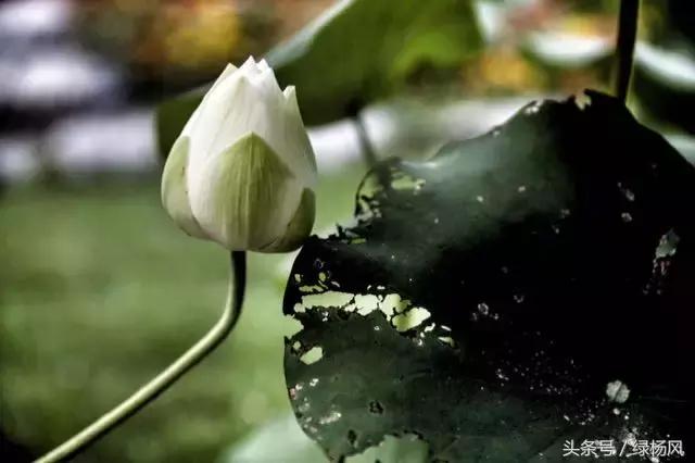 五一扬州瘦西湖风景区门票价格,2022年扬州瘦西湖门票多少钱