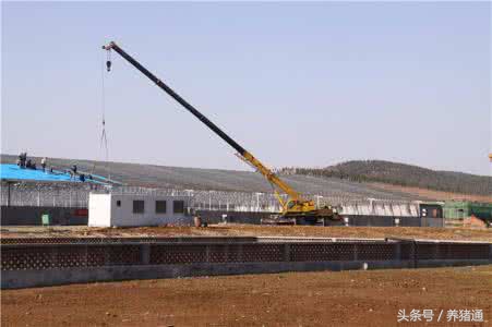 高效猪场和传统猪场区别,如何建设猪场