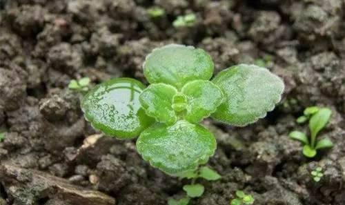 薄荷种子纸巾催芽法,什么时候种薄荷种子最好